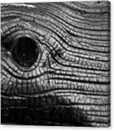 Elephant's Eye Canvas Print