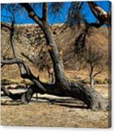 Elizabeth Lake Tree Canvas Print