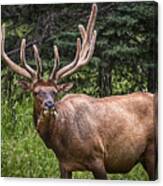Elk Buck Canvas Print