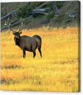 Elk Buck Yellowstone Canvas Print