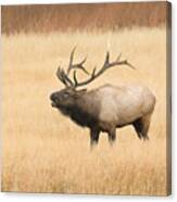 Elk Bugling In West Yellowstone Canvas Print