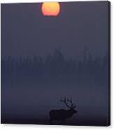 Elk Cervus Elaphus Silhouetted And Sun Canvas Print