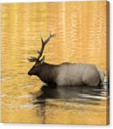 Elk In Golden River Canvas Print