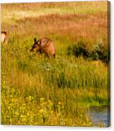 Elk In The Wild Flowers Canvas Print