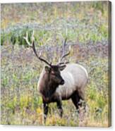 Elk In Wildflowers #1 Canvas Print