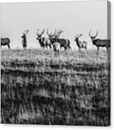 Elk On The Ridge Canvas Print