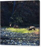 Elk River Crossing At Sunrise Canvas Print