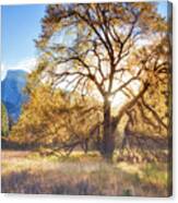 Elm Tree Cooks Meadow Canvas Print