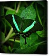 Emerald Swallowtail Canvas Print