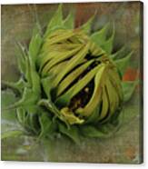 Emerging Sunflower Canvas Print