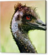 Emu Love Canvas Print
