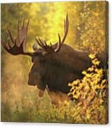 Enchanted Forest Canvas Print