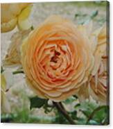 English Rose Apricot Crown Princess Margareta 2 Canvas Print