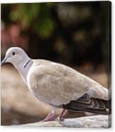 Eurasian Collared Dove Canvas Print