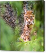 Eurasian Lynx Canvas Print