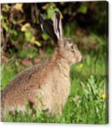 European Hare With Flower Canvas Print