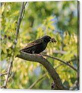 European Starling With Lunch Canvas Print