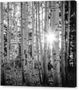 Evening In An Aspen Woods Bw Canvas Print