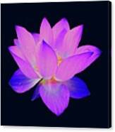 Evening Purple Lotus Canvas Print