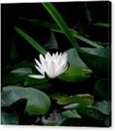 Evening Water Lily Canvas Print