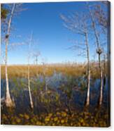 Everglades 85 Canvas Print