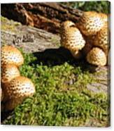 Fabulus Fungi Canvas Print