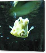 Face Of A Horned Boxfish Swimming Underwater Canvas Print