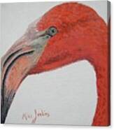 Face To Face With Flamingo Canvas Print