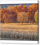 Fading Fall Canvas Print