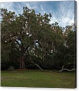 Fairchild Oak Canvas Print