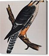 Falcon Aplomado Falcon Canvas Print