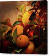Fall Apples A Living Still Life Canvas Print