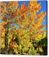 Fall Color Morning In Dillon Co Canvas Print