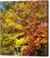 Fall Colors Canvas Print