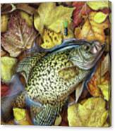 Fall Crappie Canvas Print