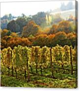 Fall In The Red Hills Of Dundee Canvas Print