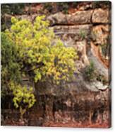 Fall In The Red Rocks Canvas Print