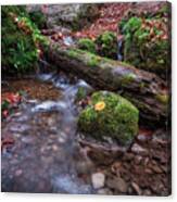 Fall In The Woods Canvas Print