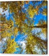 Fall Is In The Air Canvas Print