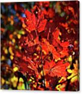 Fall Leaves, Willows Road Canvas Print