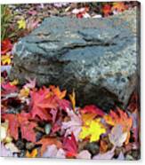 Fall Maple Leaves By Rock In Garden Backyard Canvas Print