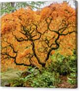 Fall Season Maple Canvas Print