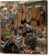 Birch Logs in Fall Photograph by Kathy Carlson - Pixels
