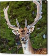 Fallow Deer Buck A Closeup Canvas Print