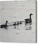 Family Of Canada Geese On The Ohio River Canvas Print