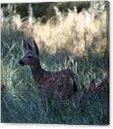 Fawn In The Grass Canvas Print