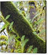 Feathered Moss Canvas Print