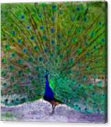 Feathers Aglow Canvas Print