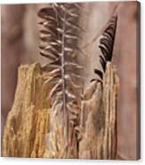 Feathers And A Stump. Casey Park, Ontario, Ny Canvas Print