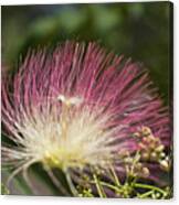 Feathery Mimosa Blooms Canvas Print